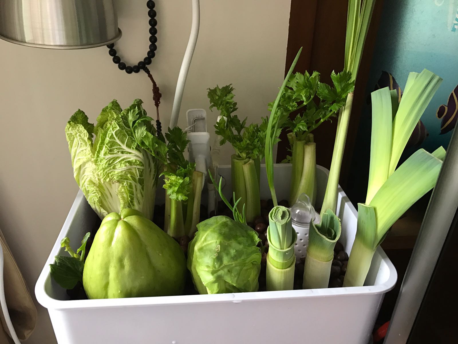 Aquaponics Kitchen Scraps