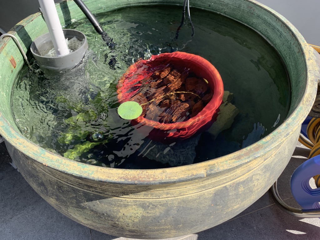 Ikan Bakar (Grilled Fish)